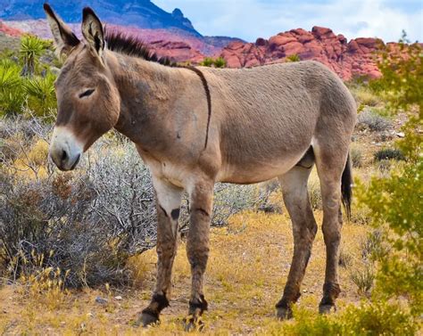 Asno, jumento, jegue, burro, mula e bardoto (diferença)